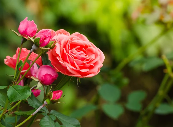 Mooi oranje rose in een tuin — Stockfoto