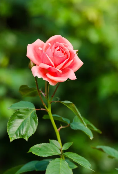 Hermosa rosa naranja en un jardín —  Fotos de Stock