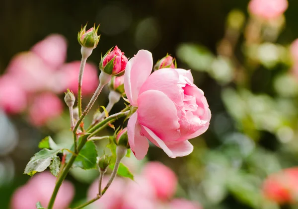 Rosa bonita aumentou em um jardim — Fotografia de Stock