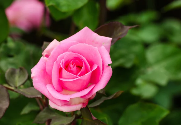 Krásná růžová růže v zahradě — Stock fotografie