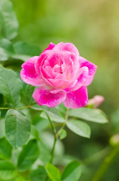 Rosa bonita aumentou em um jardim — Fotografia de Stock
