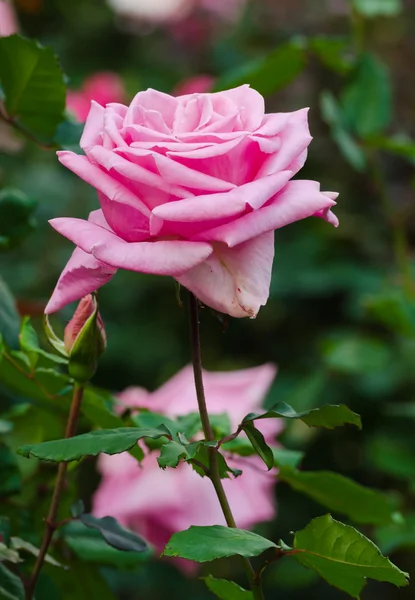 Beautiful pink rose in a garden — Stock Photo, Image