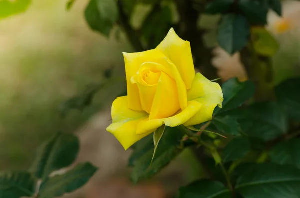 Belle rose jaune dans un jardin — Photo