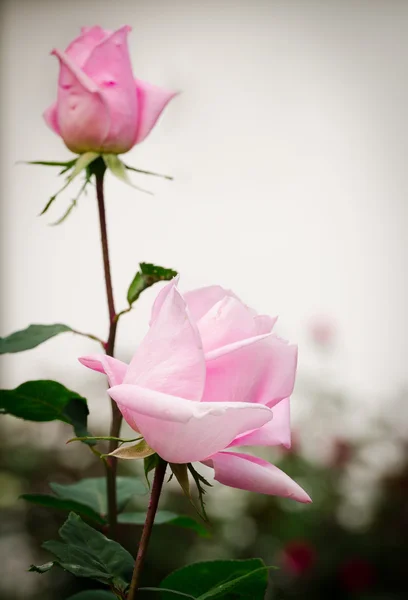 Hermosa rosa rosa claro en un jardín —  Fotos de Stock