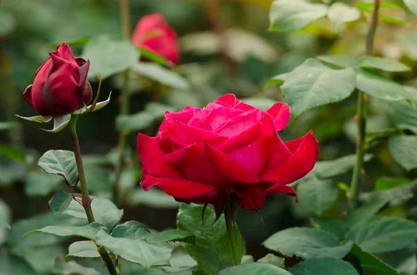 Hermosa rosa roja en un jardín —  Fotos de Stock