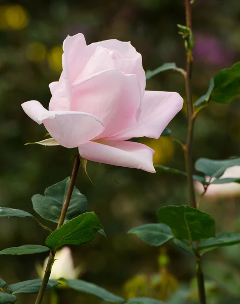 Krásné světle růžové růže v zahradě — Stock fotografie