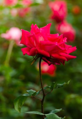 Bahçedeki güzel kırmızı gül