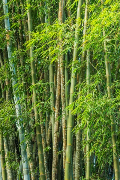 Ormanda büyük taze bambu grove — Stok fotoğraf
