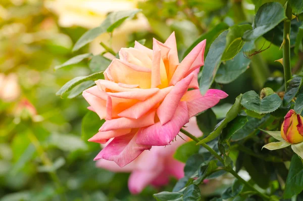 Prachtige roze roos in een tuin — Stockfoto