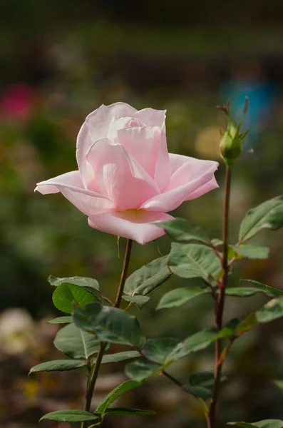 花园里的美丽光粉红色玫瑰花 — 图库照片