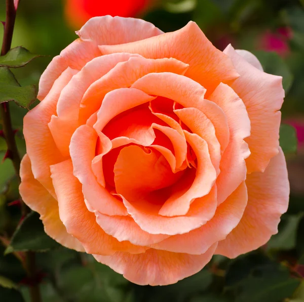 Beautiful orange rose in a garden — Stock Photo, Image