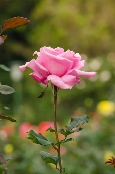 Beautiful pink rose in a garden — Stock Photo, Image