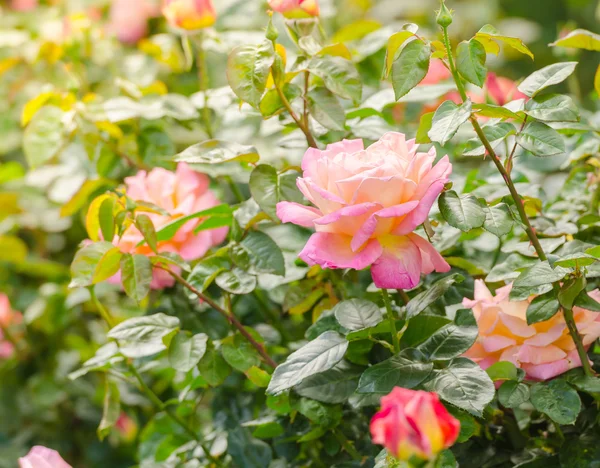 Beautiful pink rose in a garden — Stock Photo, Image