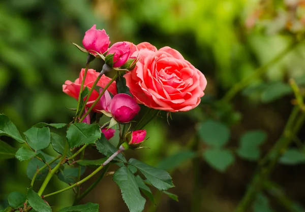 Hermosa rosa naranja en un jardín —  Fotos de Stock