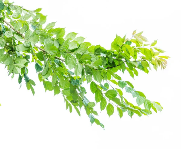 Green leave — Stock Photo, Image