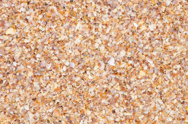 Shell background on a sand beach — Stock Photo, Image