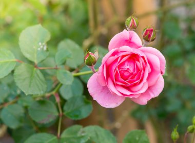 Bahçedeki güzel pembe gül