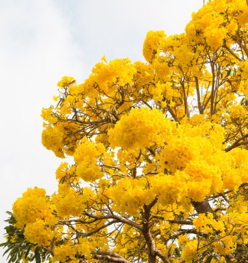 Gümüş trompet ağaç