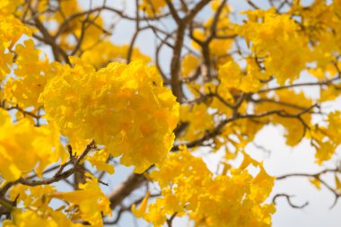 Gümüş trompet ağaç