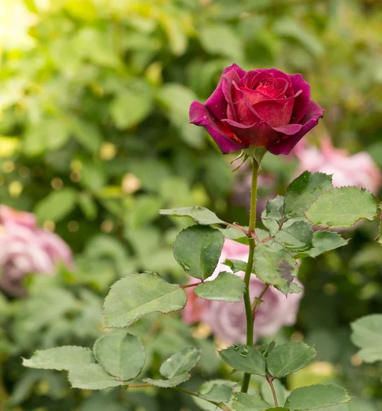 Beautiful violet rose in a garden — Stock Photo, Image