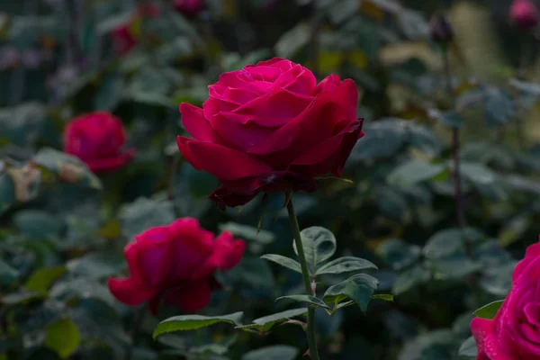 Mooie rode roos in een tuin — Stockfoto