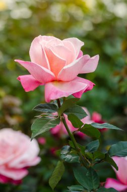 Bahçedeki güzel pembe gül