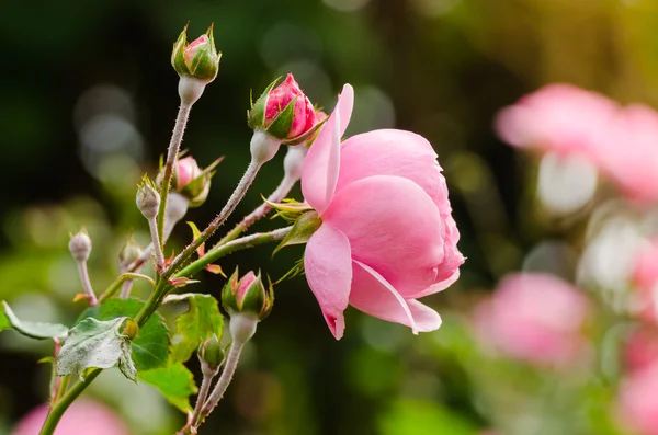 Beautiful pink rose in a garden — Stock Photo, Image
