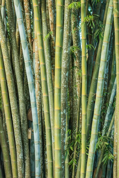 Big fresh bamboo grove in forest — Stock Photo, Image