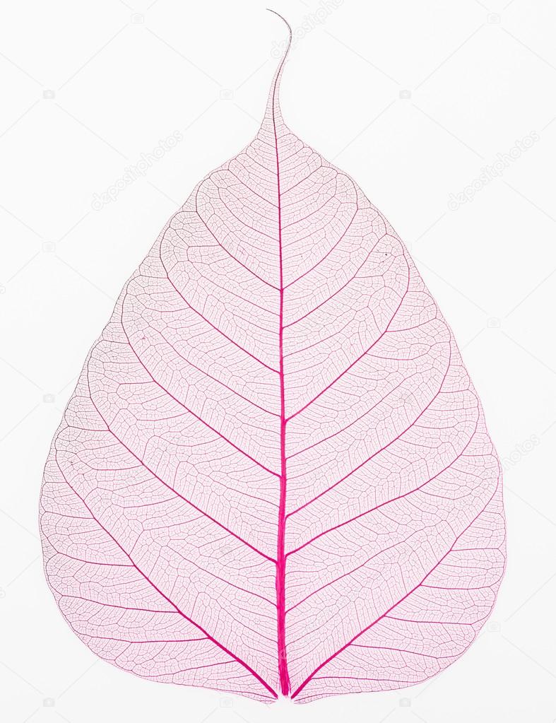Old and dry pink Pho leaf detail