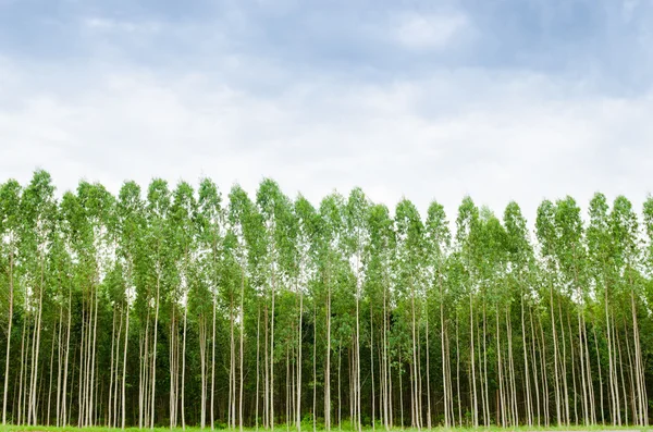 Bosque de eucalipto en Tailandia —  Fotos de Stock