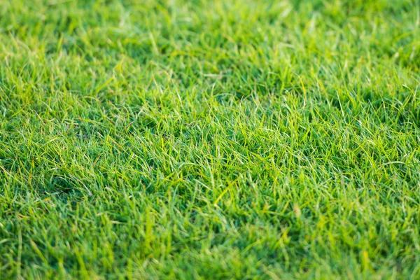 Green grass pattern from golf course at sunset tim — Stock Photo, Image