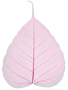 Eski ve kuru pembe Pho yaprak detay