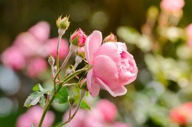 Bahçedeki güzel pembe gül