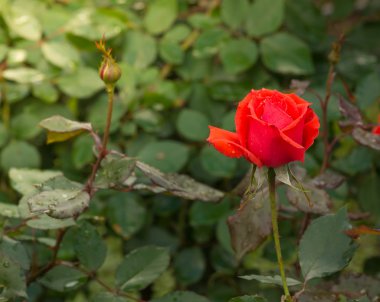 Bahçedeki güzel kırmızı gül