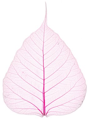 Eski ve kuru pembe Pho yaprak detay