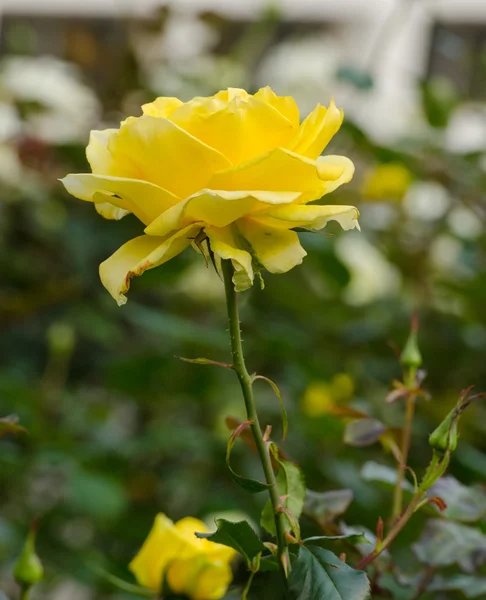 Rosa amarela bonita em um jardim — Fotografia de Stock