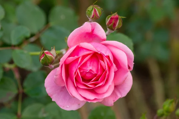 Розовая роза в саду — стоковое фото