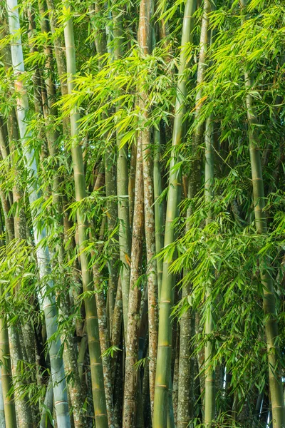 Big fresh bamboo grove in forest — Stock Photo, Image