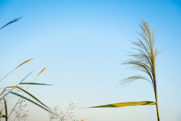 Blomma av grönt gräs under blå himmel — Stockfoto