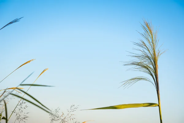 Fleur d'herbe verte sous le ciel bleu — Photo