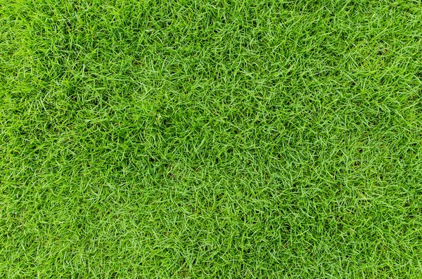 Beautiful green grass pattern from golf course — Stock Photo, Image