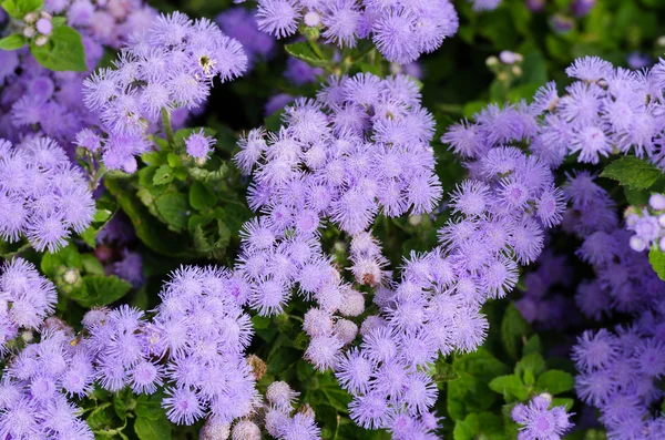 Linda violeta azulada Ageratum no canteiro de flores — Fotografia de Stock