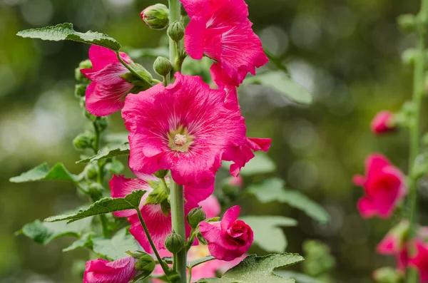 Flores de malva vermelho florescendo no verão — Fotografia de Stock