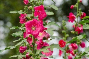 red mallow flowers blooming in summer clipart