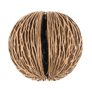 Beyaz arka plan üzerinde cerbera kuru meyve