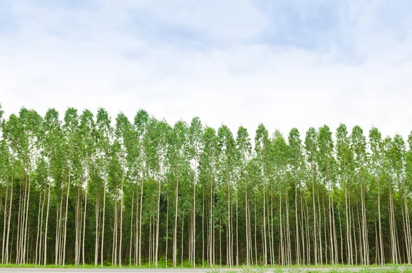 Foresta di eucalipto in Thailandia — Foto Stock