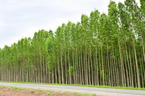 Bosque de eucalipto en Tailandia — Foto de Stock