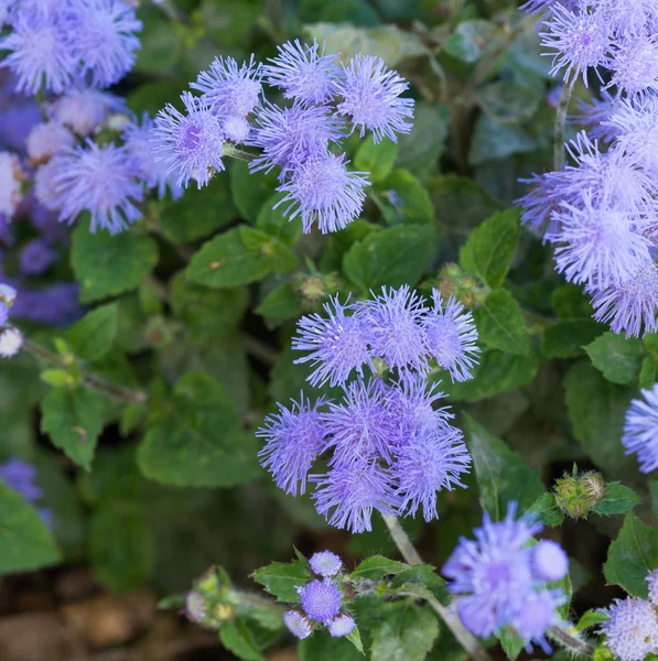 Smuk blålig violet Ageratum i blomsterbed - Stock-foto