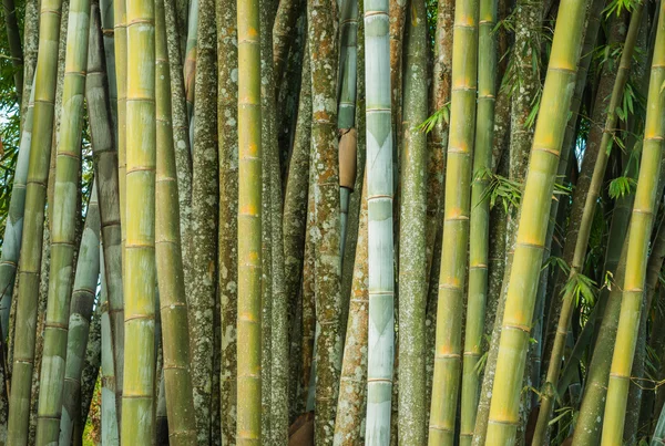 Duże świeże bambusowy gaj w lesie — Zdjęcie stockowe