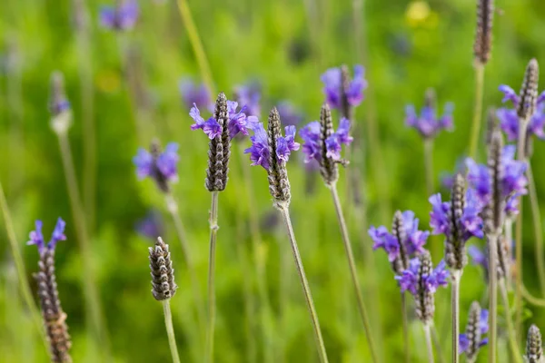 Lavender Flowers — Stock Photo, Image